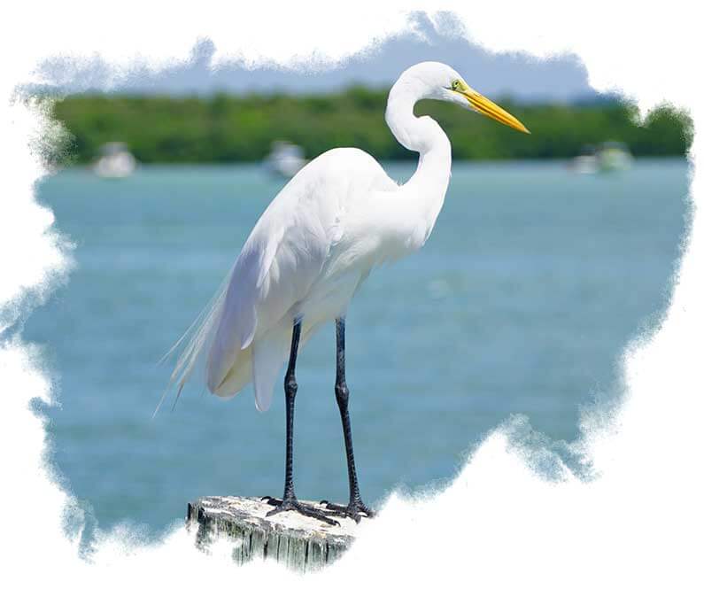 BE A white egret standing on a pole by the canal near Madeira Beach, Florida