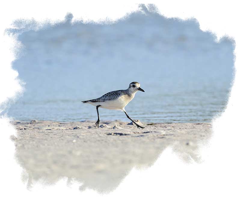 BE Black-bellied Plover on sand