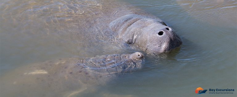 Boating in Manatee Zone - What You Should Know